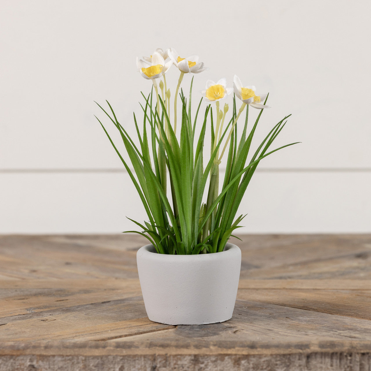 8.25" POTTED WHITE & YELLOW DAFFODIL