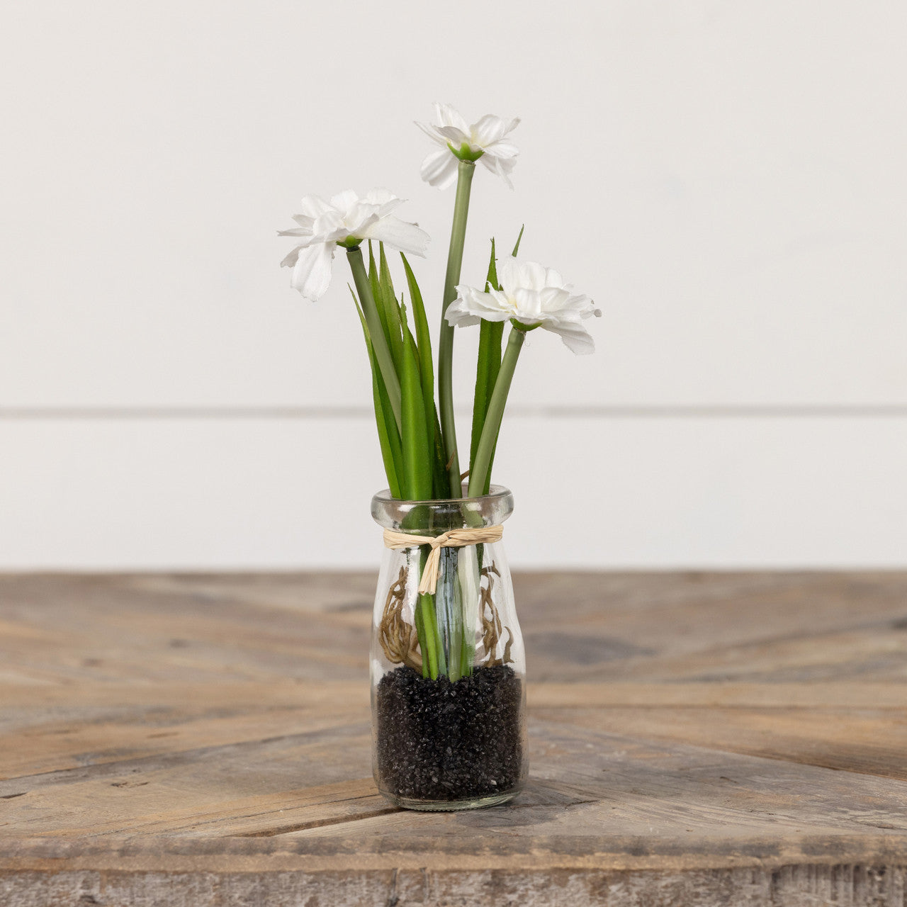 potted daisy plant 8.25" POTTED WHITE DAISY