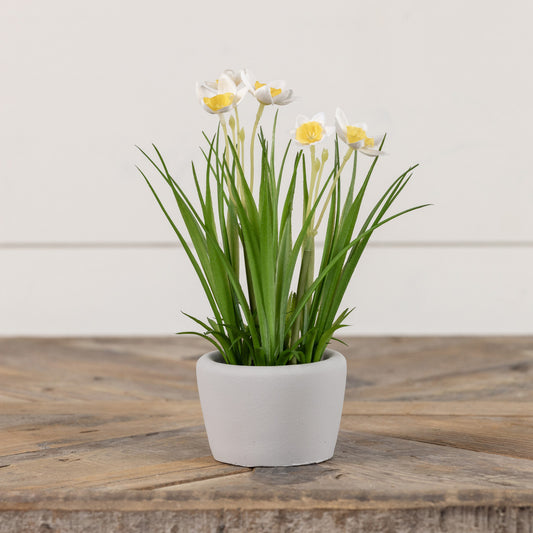 8.25" POTTED WHITE & YELLOW DAFFODIL